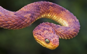 アフリカの毒蛇