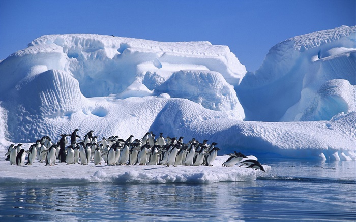 南極大陸アデリーペンギン、雪、氷 壁紙 ピクチャー