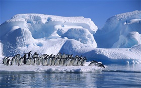 南極大陸アデリーペンギン、雪、氷 HDの壁紙