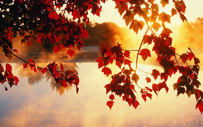 秋の葉、太陽の光、美しい自然の風景 壁紙 ピクチャー