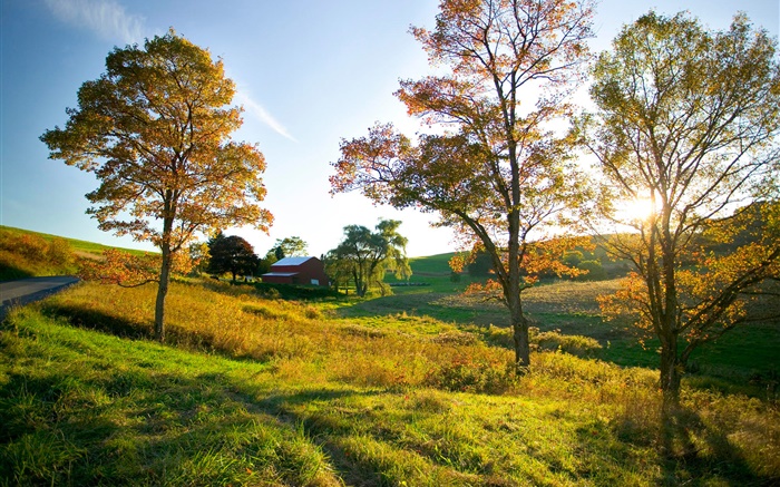 秋、木、草、太陽の光、家 壁紙 ピクチャー