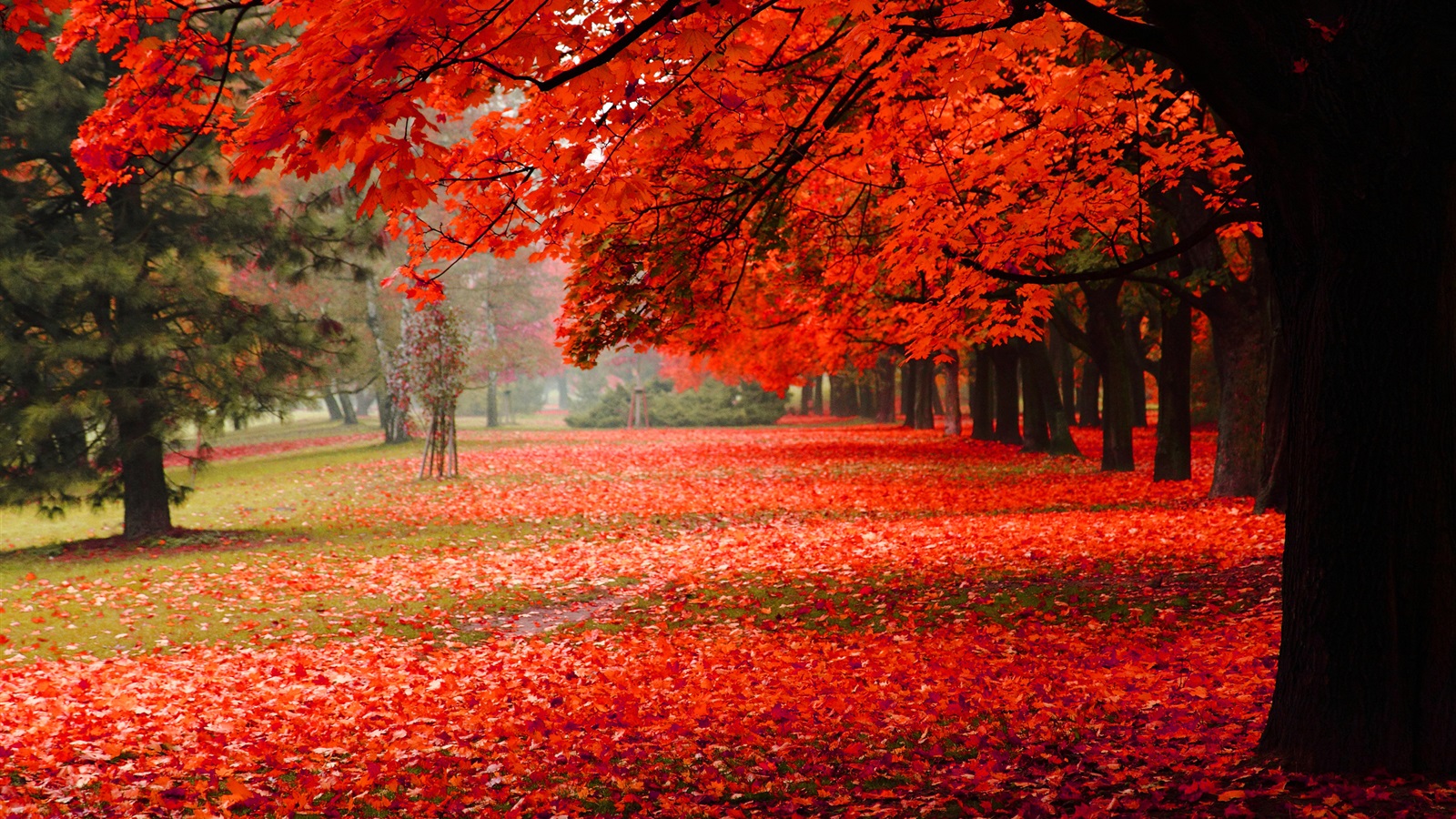 美しい秋 紅葉 デスクトップの壁紙 1600x900 壁紙をダウンロード Ja Hdwall365 Com