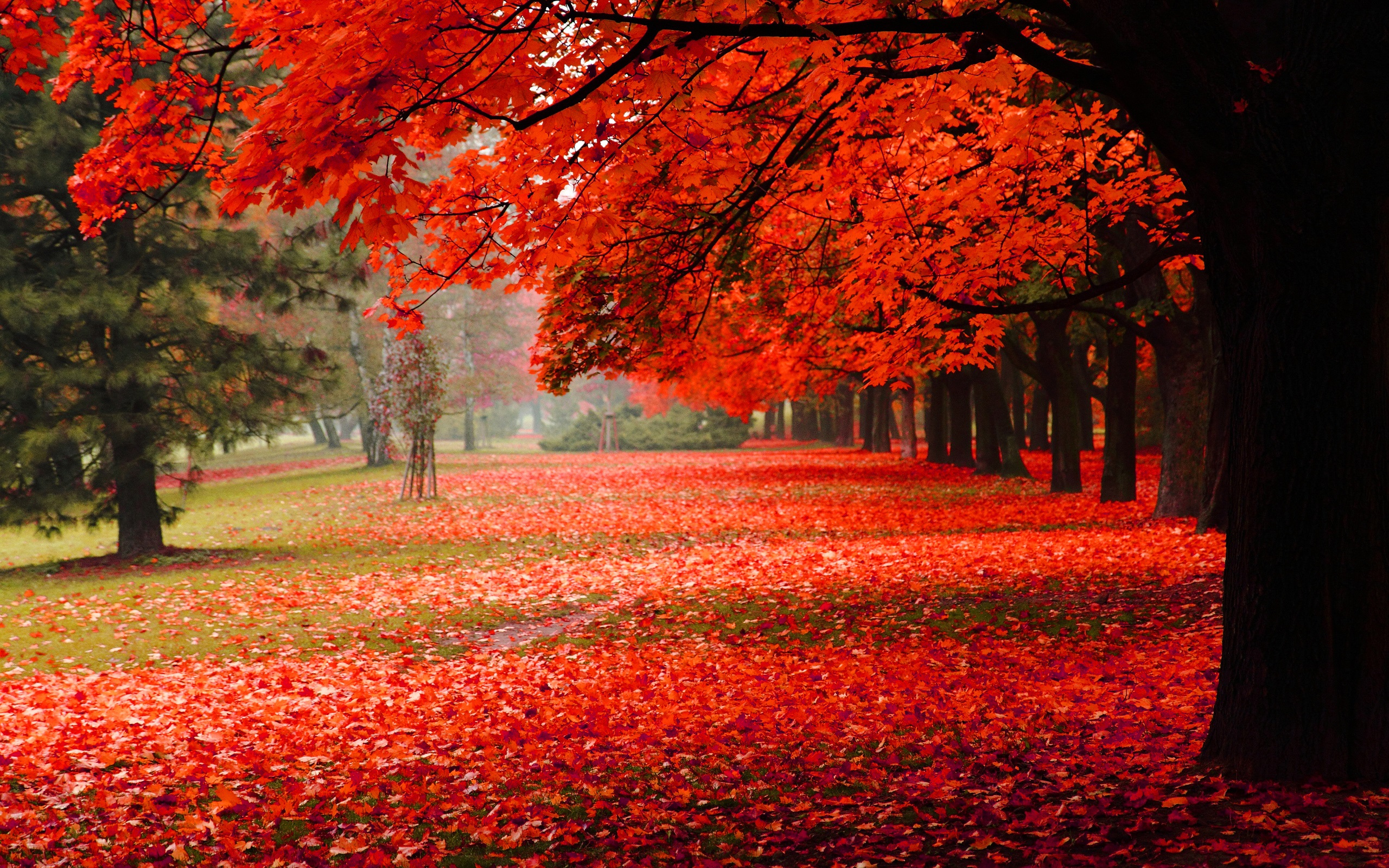 美しい秋 紅葉 デスクトップの壁紙 2560x1600 壁紙をダウンロード Ja Hdwall365 Com