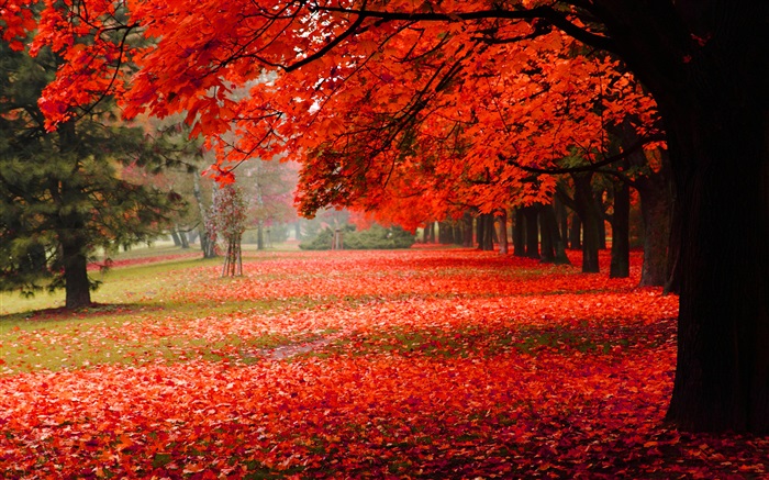 美しい秋、紅葉 壁紙 ピクチャー
