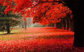 美しい秋、紅葉