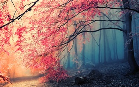 美しい秋の風景、木、紅葉 HDの壁紙