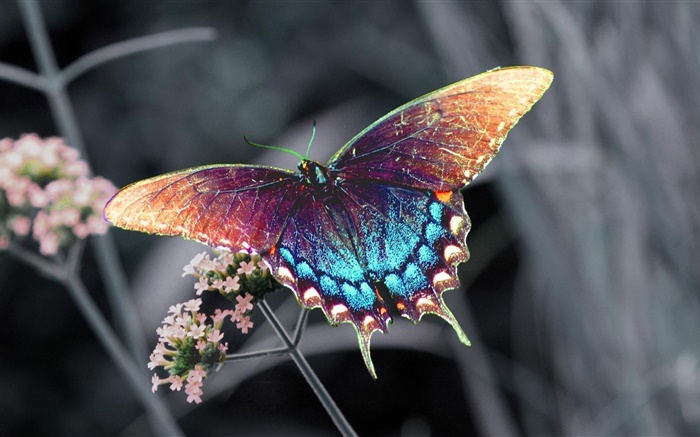 美しい蝶、カラフルな羽 壁紙 ピクチャー
