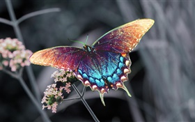 美しい蝶、カラフルな羽 HDの壁紙