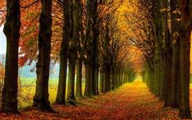 美しい自然、森、木、パス、秋 HDの壁紙