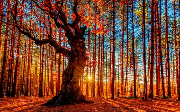 美しい夕日の森、木、赤、葉、秋 壁紙 ピクチャー