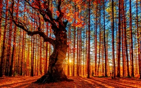 美しい夕日の森、木、赤、葉、秋
