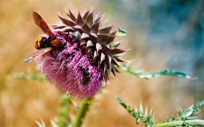 ミツバチ、カブトムシ、紫色の花 壁紙 ピクチャー