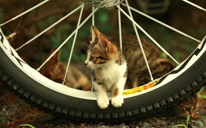 自転車ホイール、かわいい子猫 壁紙 ピクチャー