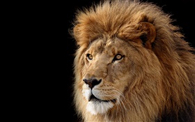 大きな猫、ライオン HDの壁紙
