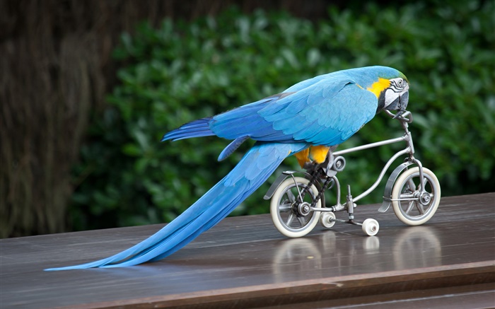 ブルーの羽のオウム乗り自転車 壁紙 ピクチャー