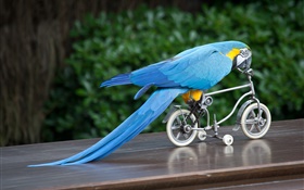 ブルーの羽のオウム乗り自転車 HDの壁紙
