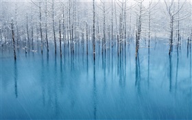 ブルーの池、木 HDの壁紙