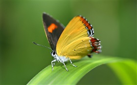 蝶、草 HDの壁紙