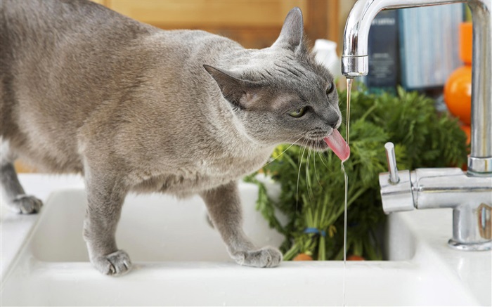 猫飲料水 壁紙 ピクチャー