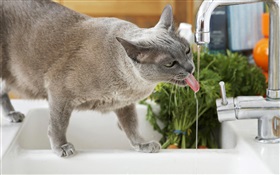 猫飲料水