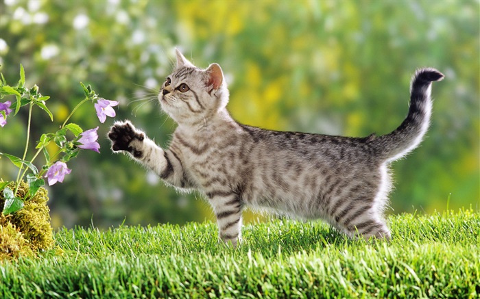猫のタッチの花 壁紙 ピクチャー