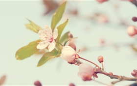 桜の花クローズアップ HDの壁紙