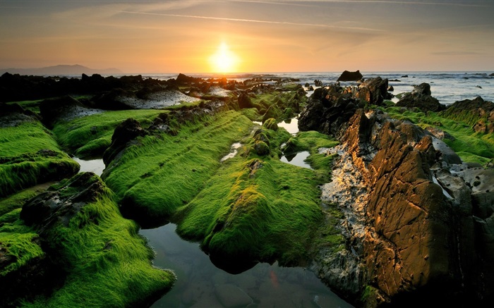 海岸の美しい夕日、苔 壁紙 ピクチャー