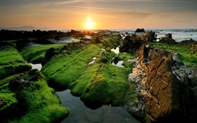 海岸の美しい夕日、苔 HDの壁紙