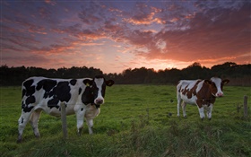 牛、夕日、草 HDの壁紙