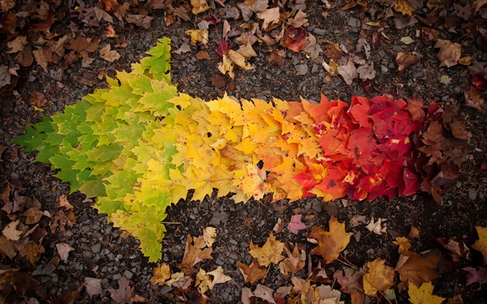 クリエイティブ写真、秋には、矢印を残します 壁紙 ピクチャー