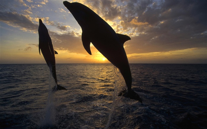 イルカは、水、日没から飛び出します 壁紙 ピクチャー
