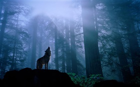 森林オオカミ HDの壁紙