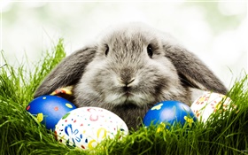 グレーウサギと卵