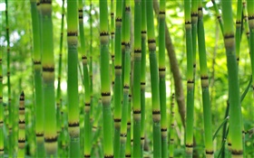 グリーン竹、春 HDの壁紙