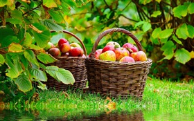 収穫りんご HDの壁紙