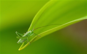 昆虫クローズアップ、緑色のバッタ