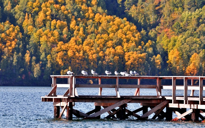 バイカル湖、ロシア、桟橋、鳥、木 壁紙 ピクチャー