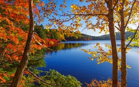 湖、木、森、青空、秋