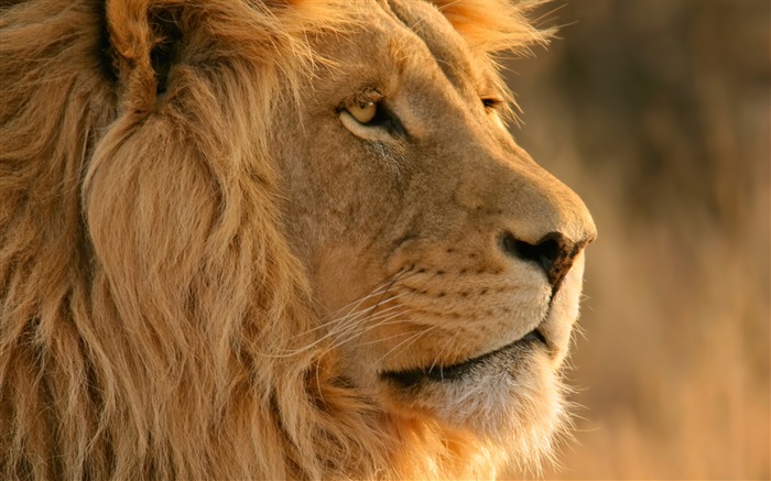 ライオンの顔のクローズアップ 壁紙 ピクチャー