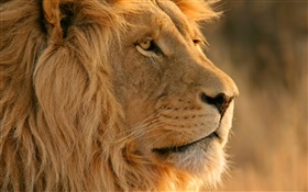 ライオンの顔のクローズアップ