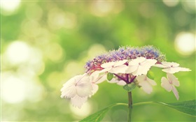 小さな白い花、緑の背景 HDの壁紙