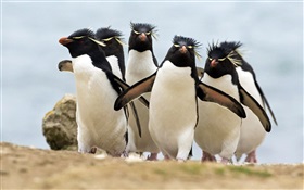 多くのペンギン HDの壁紙