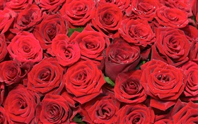 多くの赤い花バラ HDの壁紙