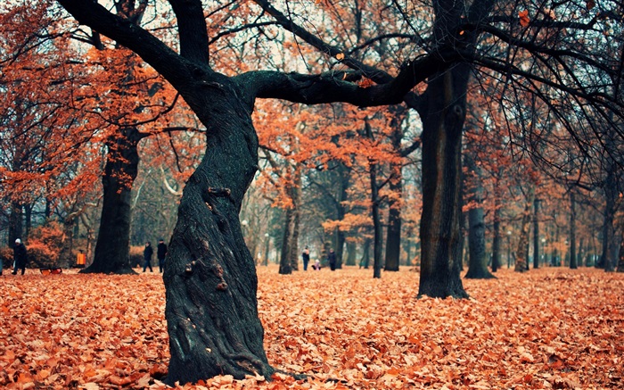 公園、木、地面に赤い葉 壁紙 ピクチャー