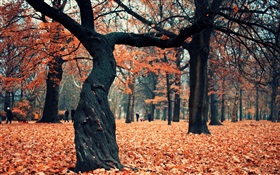 公園、木、地面に赤い葉