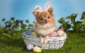 犬、バスケット、卵ペット