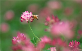 ピンクの小さな花、蜂 HDの壁紙