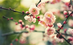 ピンクの梅の花、ボケ味 HDの壁紙