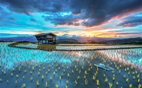 農園、米、小屋、美しいアジアの風景 HDの壁紙