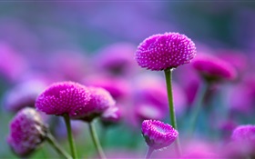 紫の花とファジー HDの壁紙